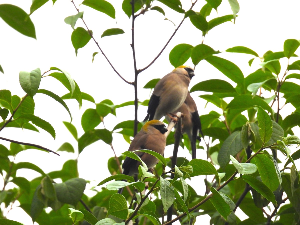 Red-headed Bullfinch - Aparajita Datta