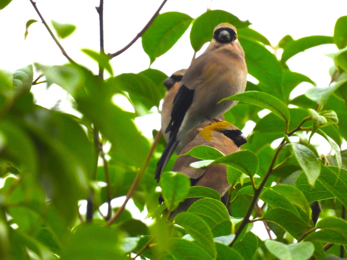 Red-headed Bullfinch - Aparajita Datta