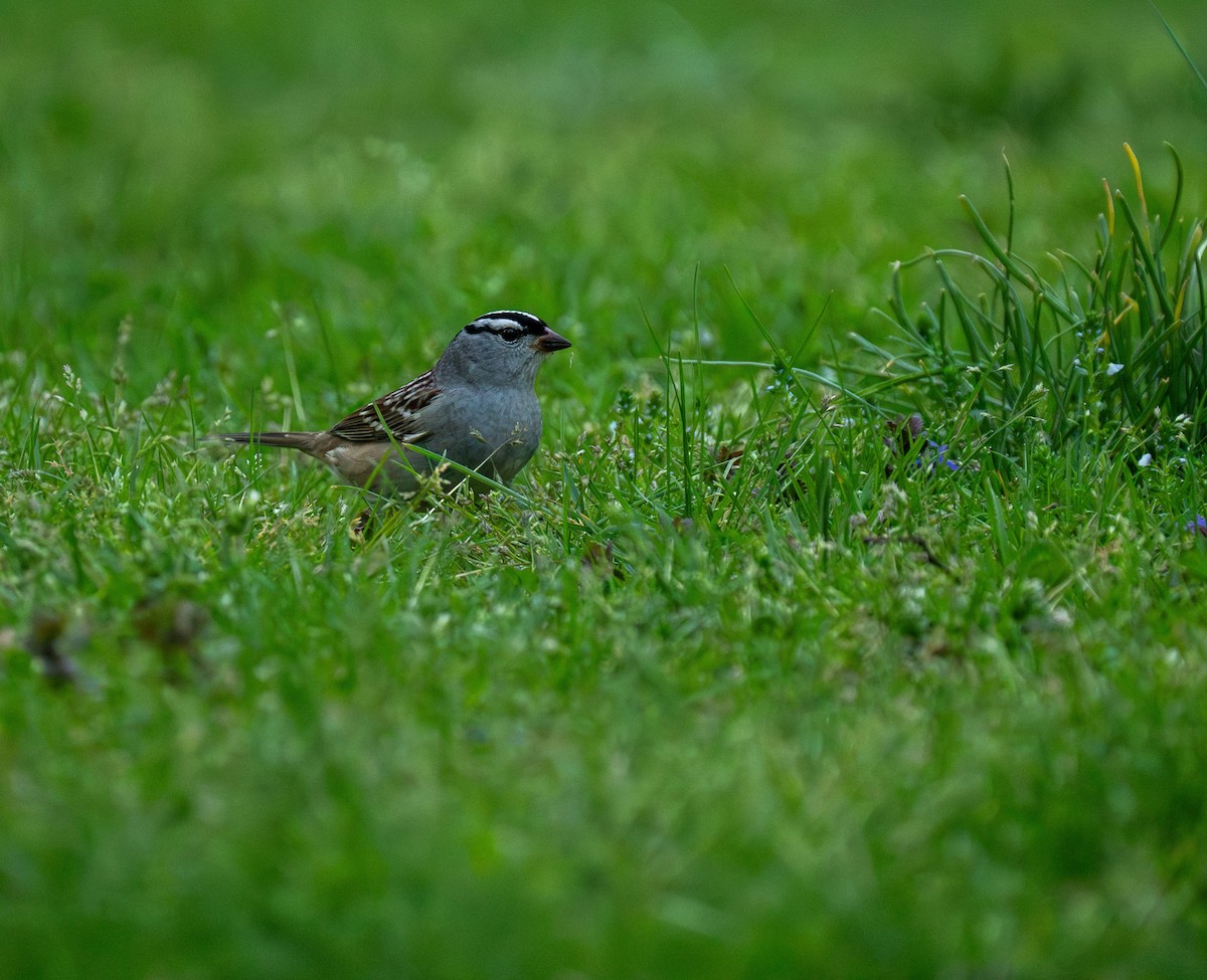 White-crowned Sparrow - Henry Chiu
