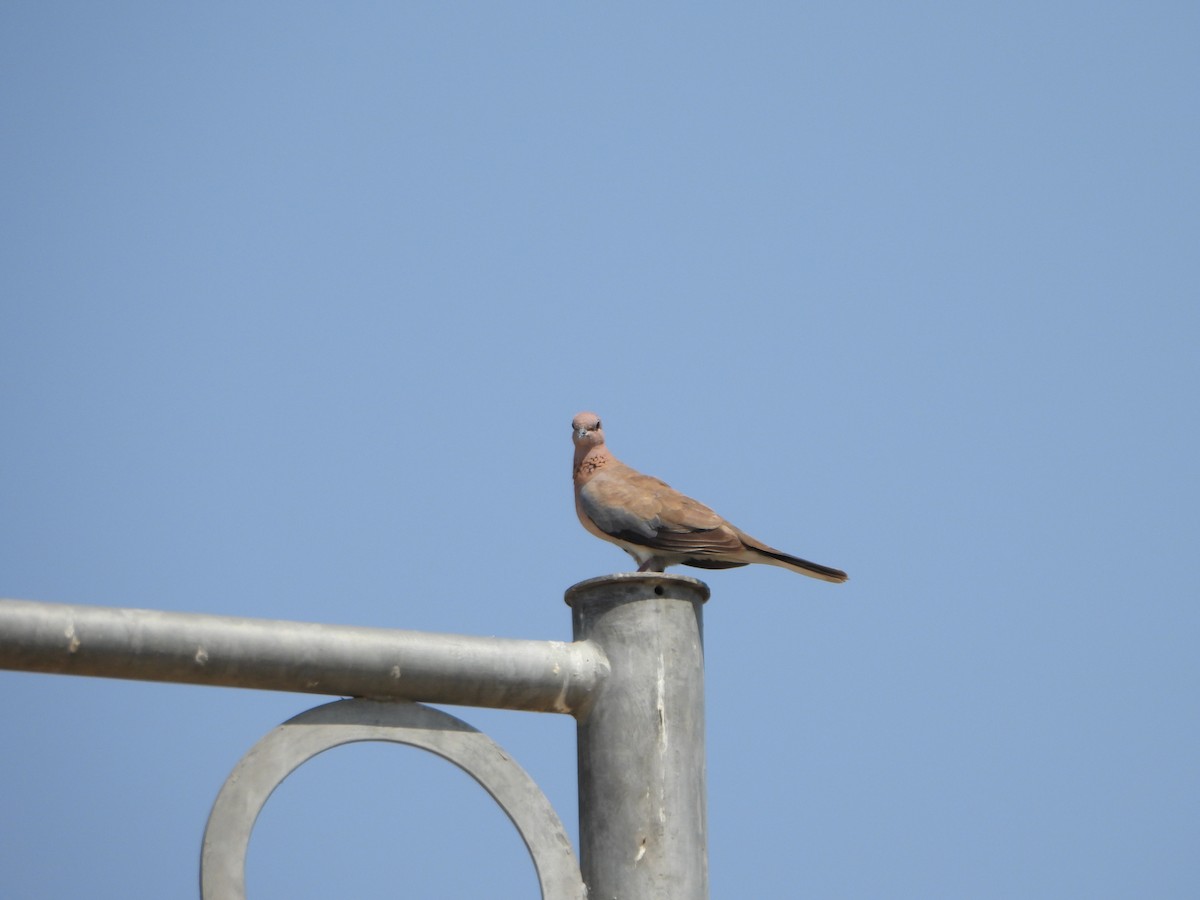 Laughing Dove - ML618875489