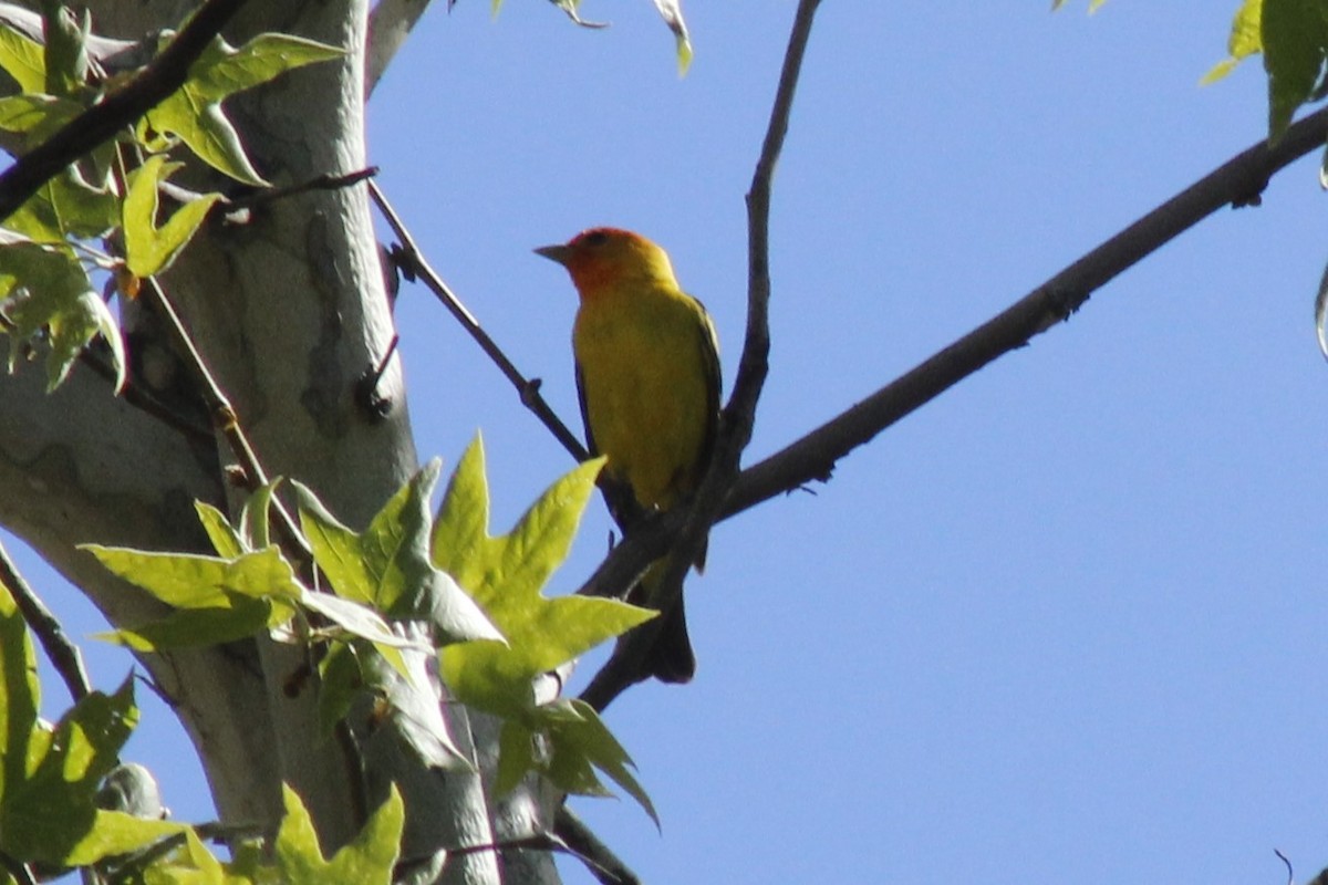 Western Tanager - ML618875497
