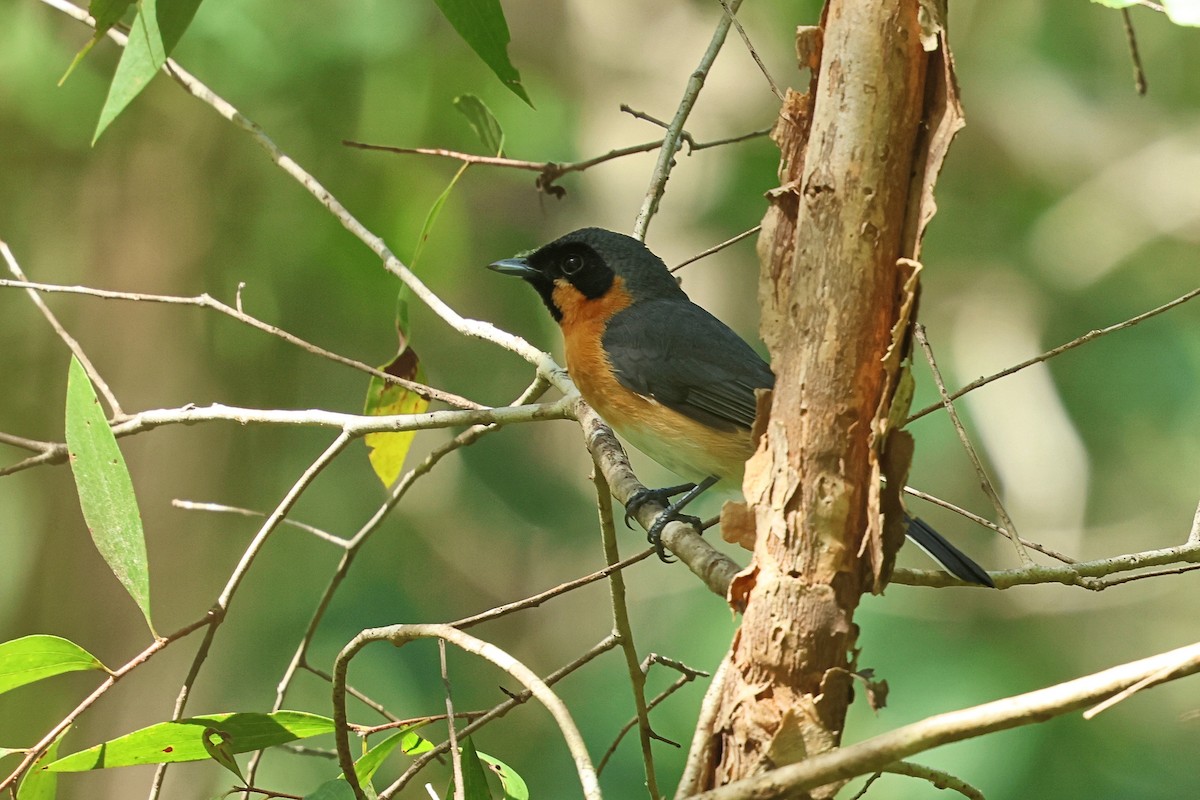 Spectacled Monarch - ML618875508