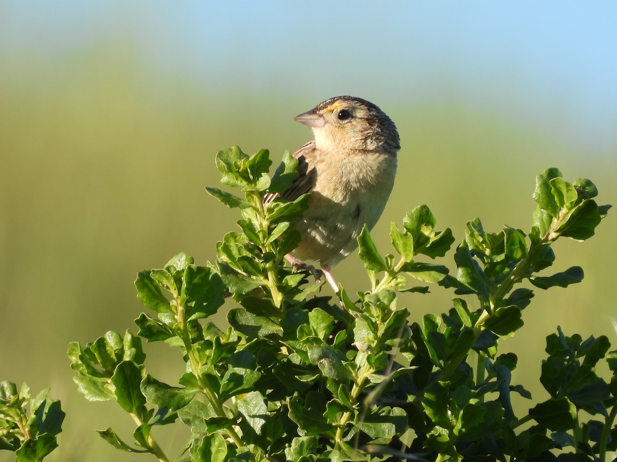 Grasshopper Sparrow - ML618875536
