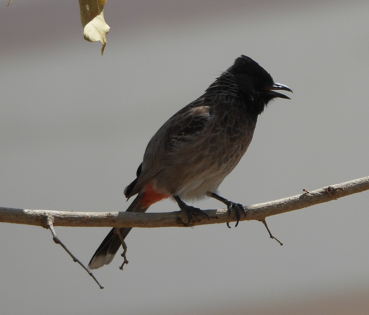 Red-vented Bulbul - ML618875541