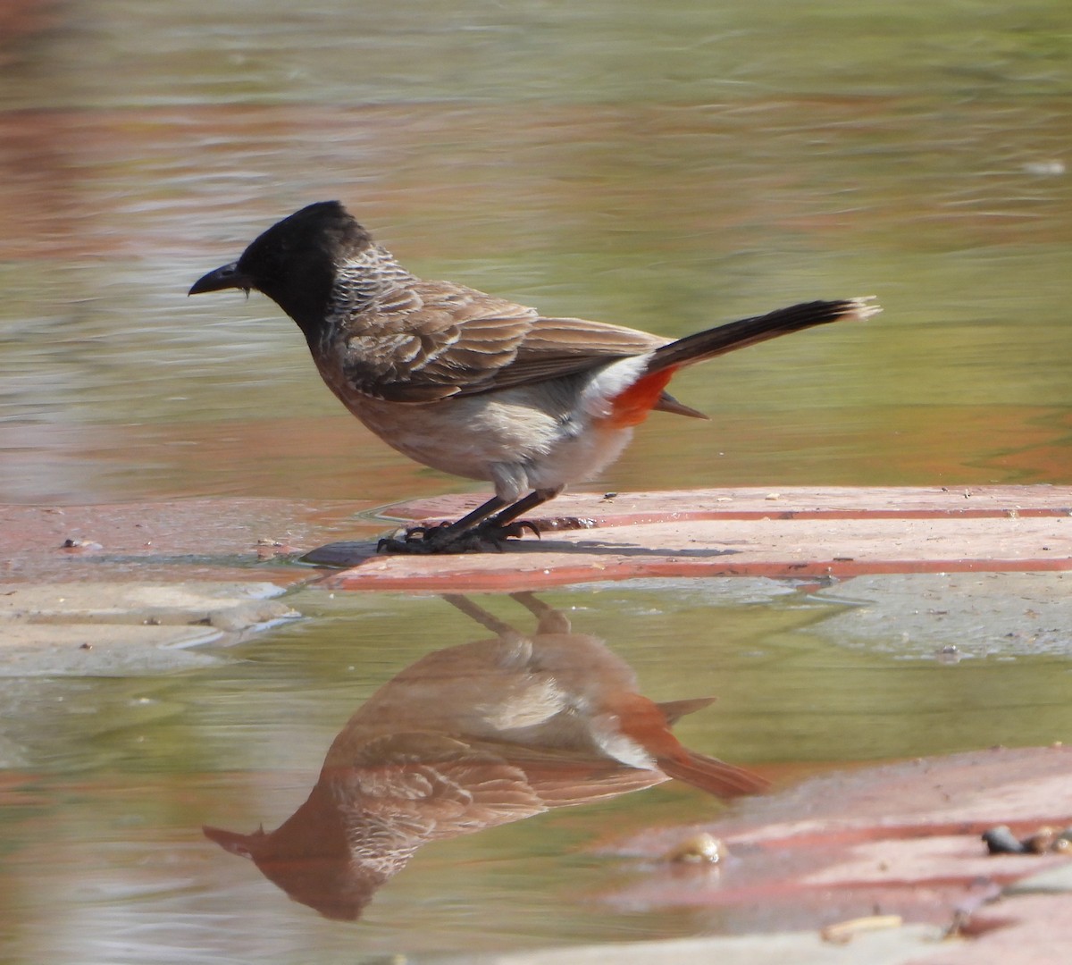 Red-vented Bulbul - ML618875542