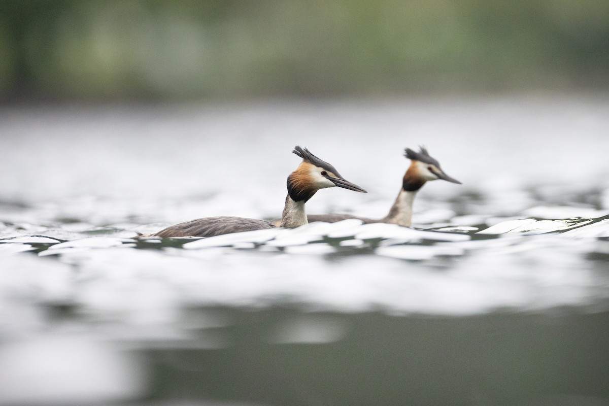 Great Crested Grebe - ML618875551