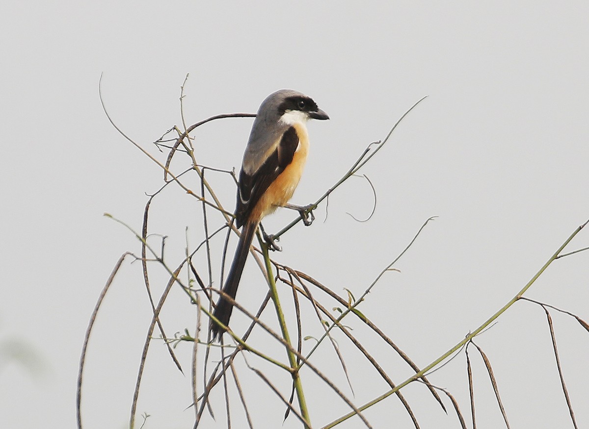 Long-tailed Shrike - Neoh Hor Kee