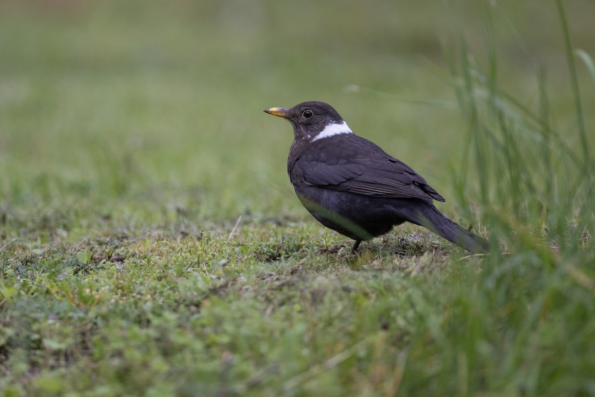 Eurasian Blackbird - Jan-Peter  Kelder