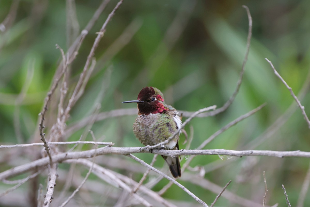 Anna's Hummingbird - ML618875571