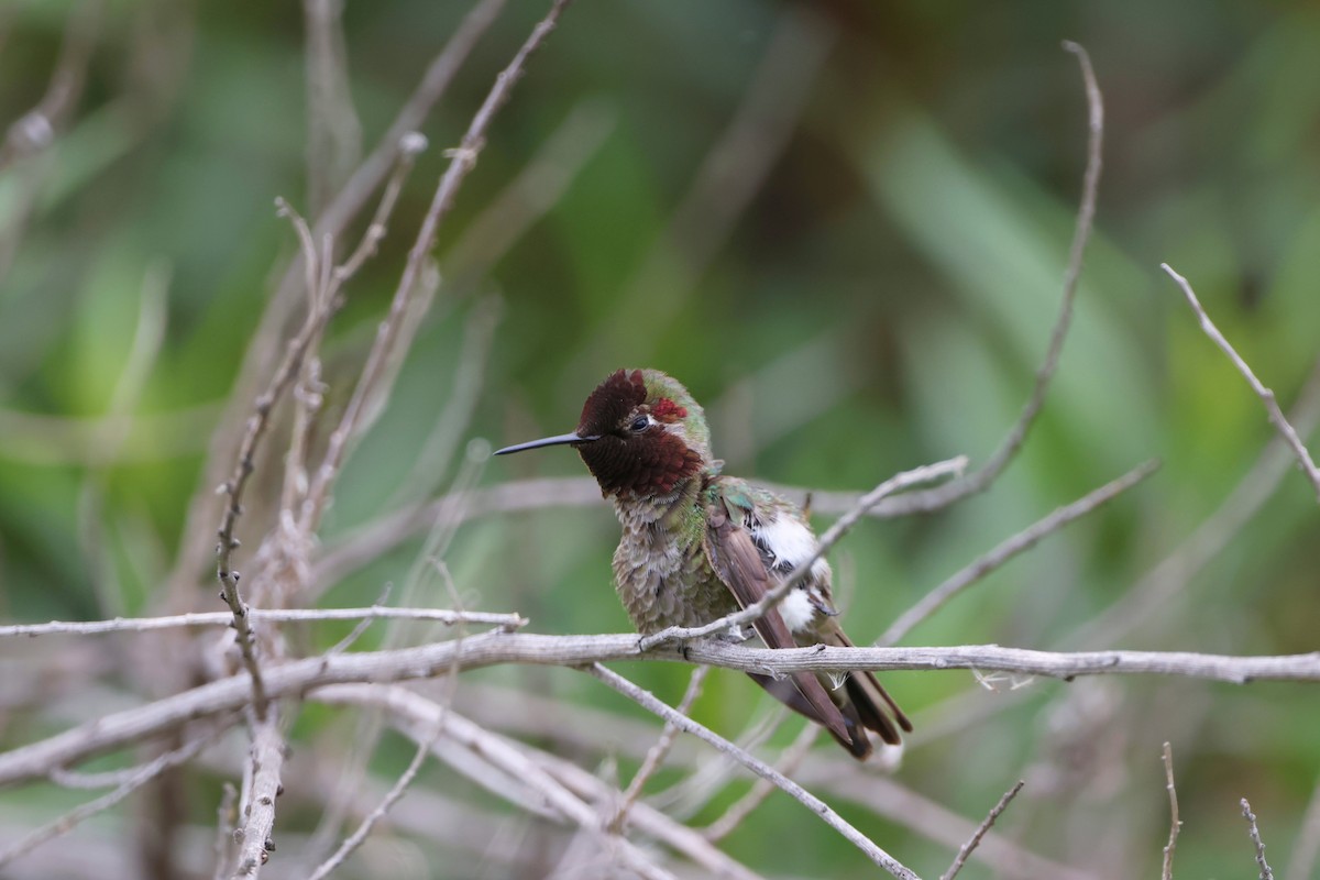 Anna's Hummingbird - ML618875572