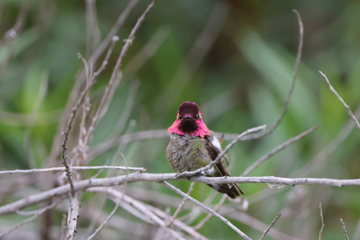 Anna's Hummingbird - Caleb Villar