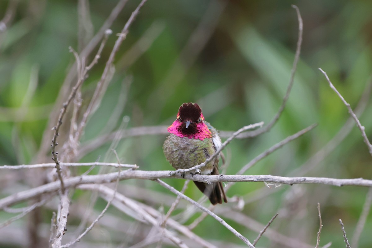 Anna's Hummingbird - ML618875578