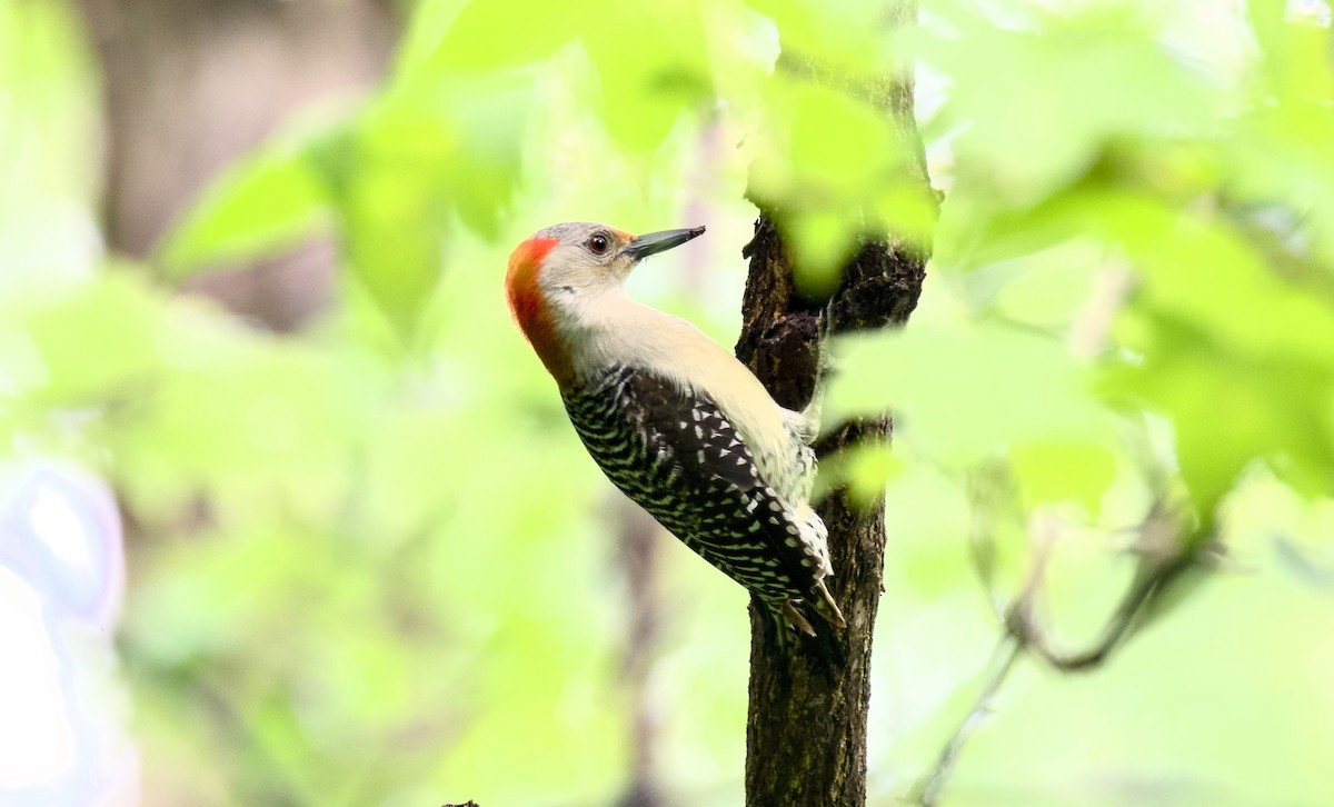 Red-bellied Woodpecker - ML618875641