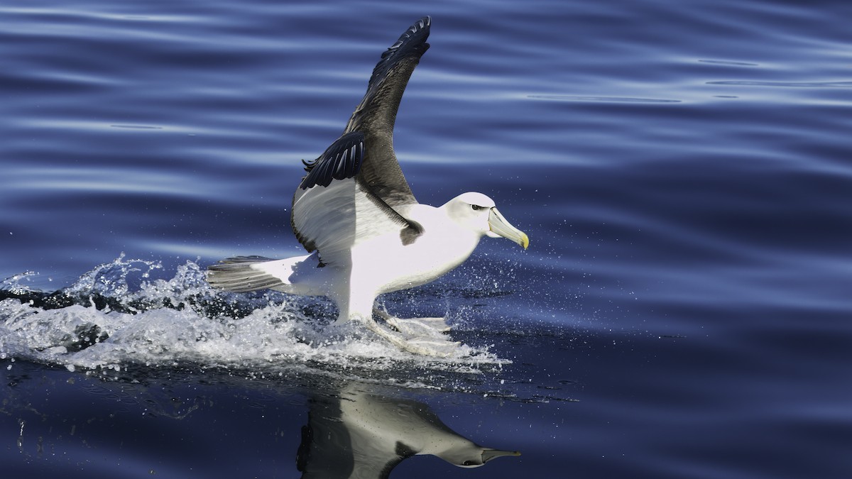 White-capped Albatross (steadi) - Markus Craig