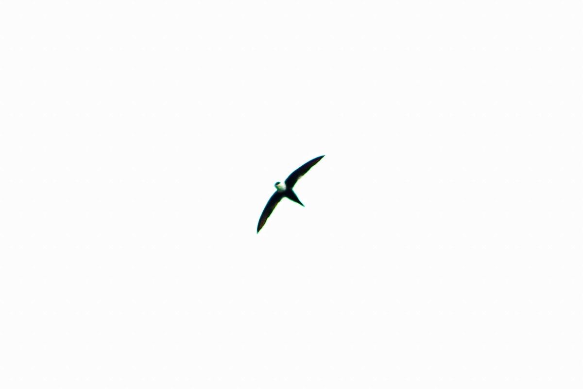 Lesser Swallow-tailed Swift - ML618875695
