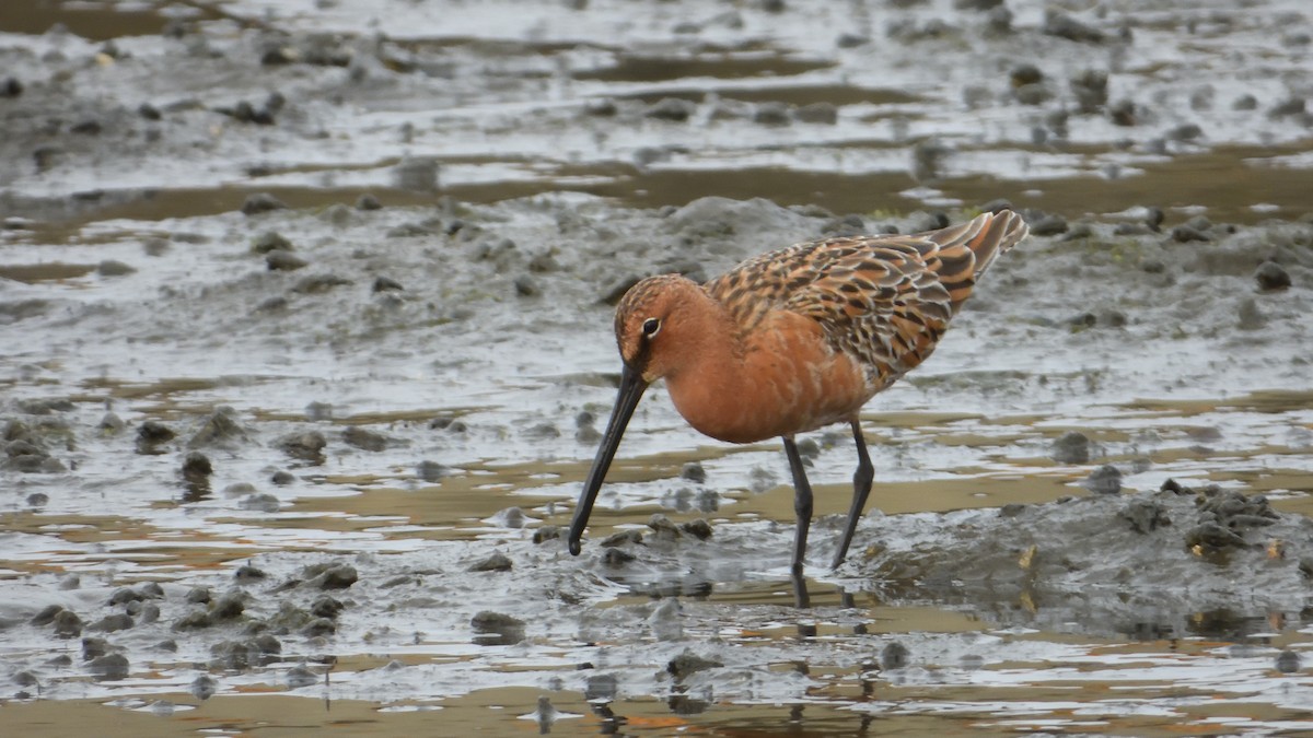 Asian Dowitcher - 小七 陳