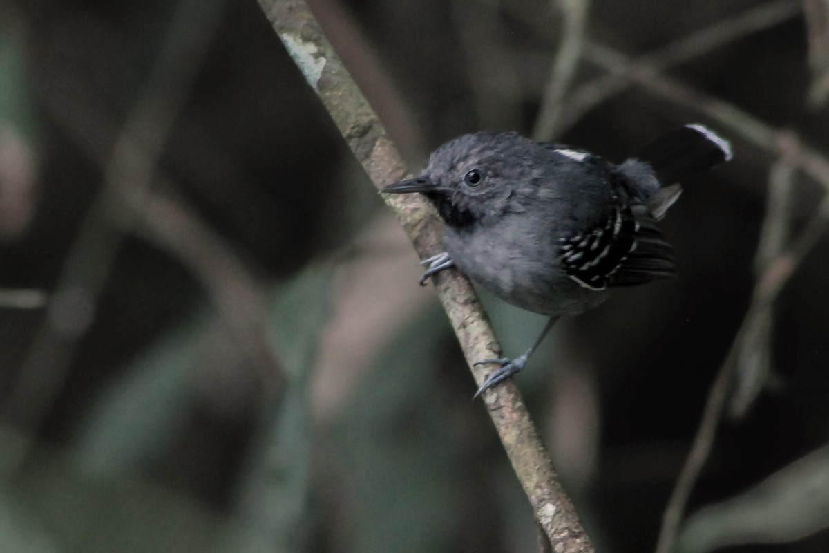 Band-tailed Antbird - Leonardo R. Deconto