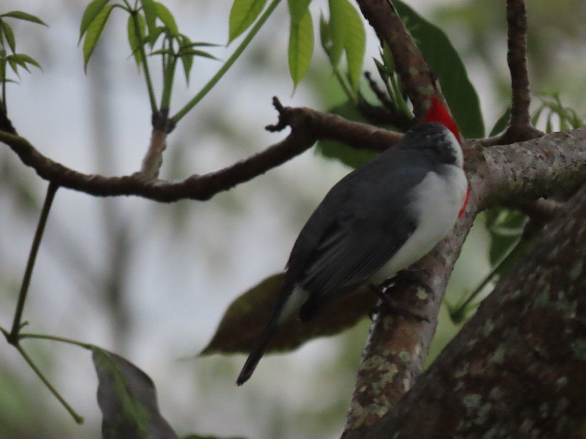 Red-crested Cardinal - ML618875783