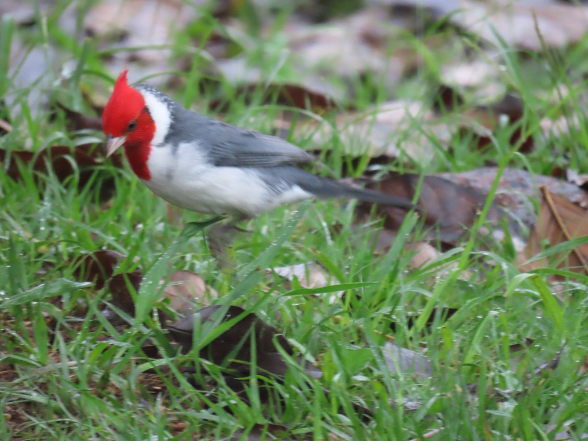 Red-crested Cardinal - Ines Vasconcelos