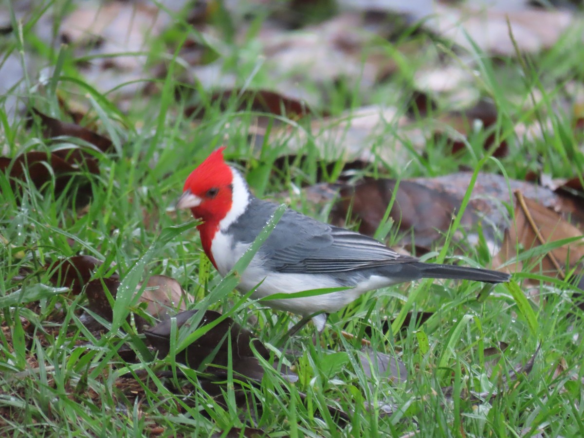 Red-crested Cardinal - ML618875788