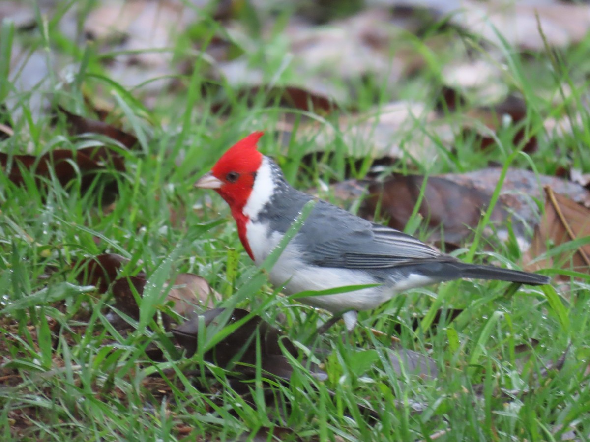 Red-crested Cardinal - Ines Vasconcelos