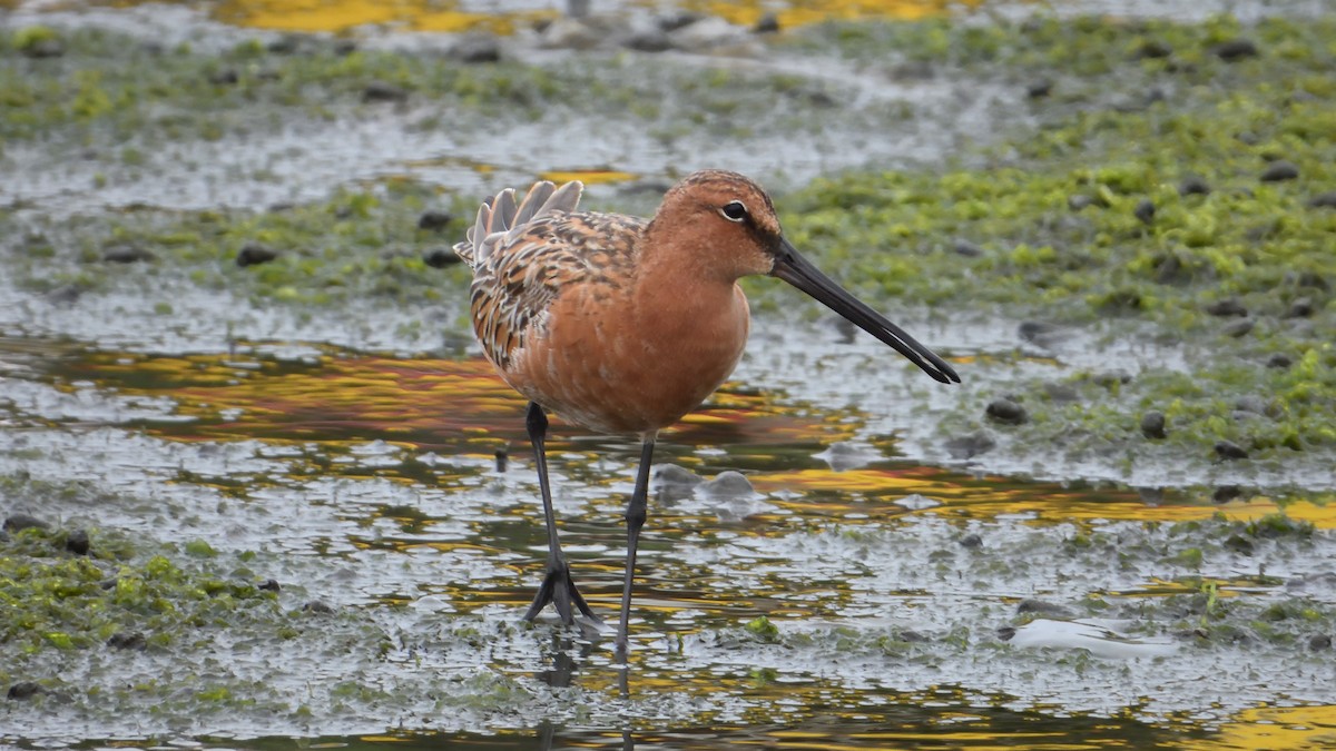 Asian Dowitcher - 小七 陳