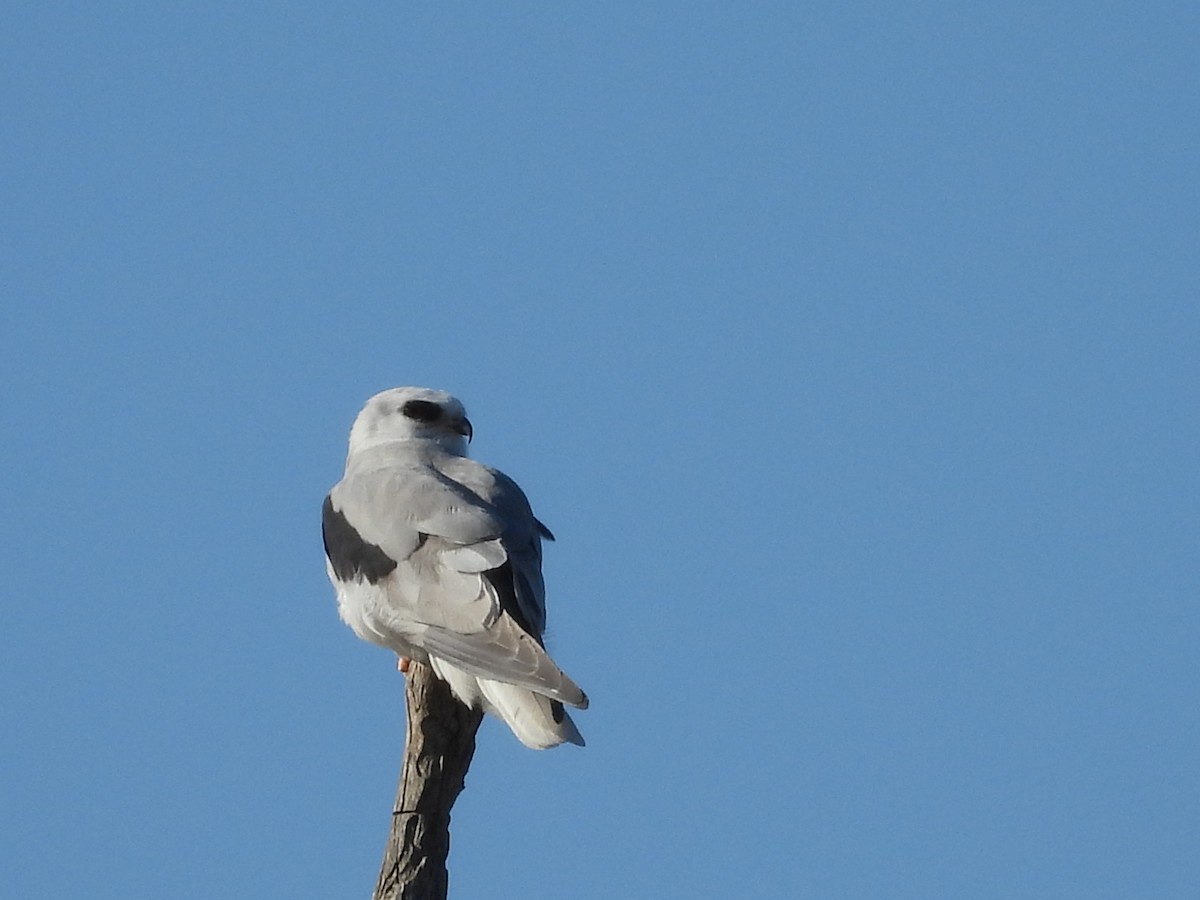 White-tailed Kite - ML618875797