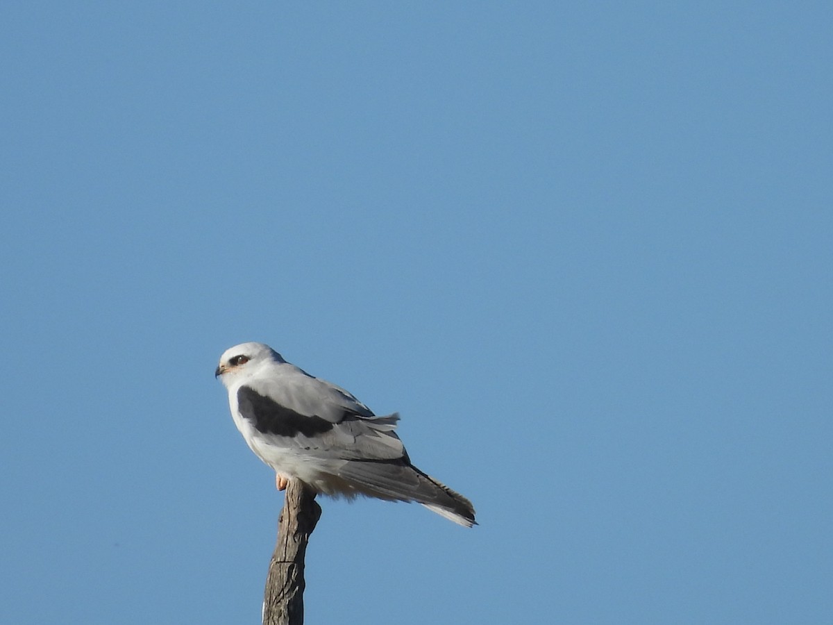 White-tailed Kite - ML618875798