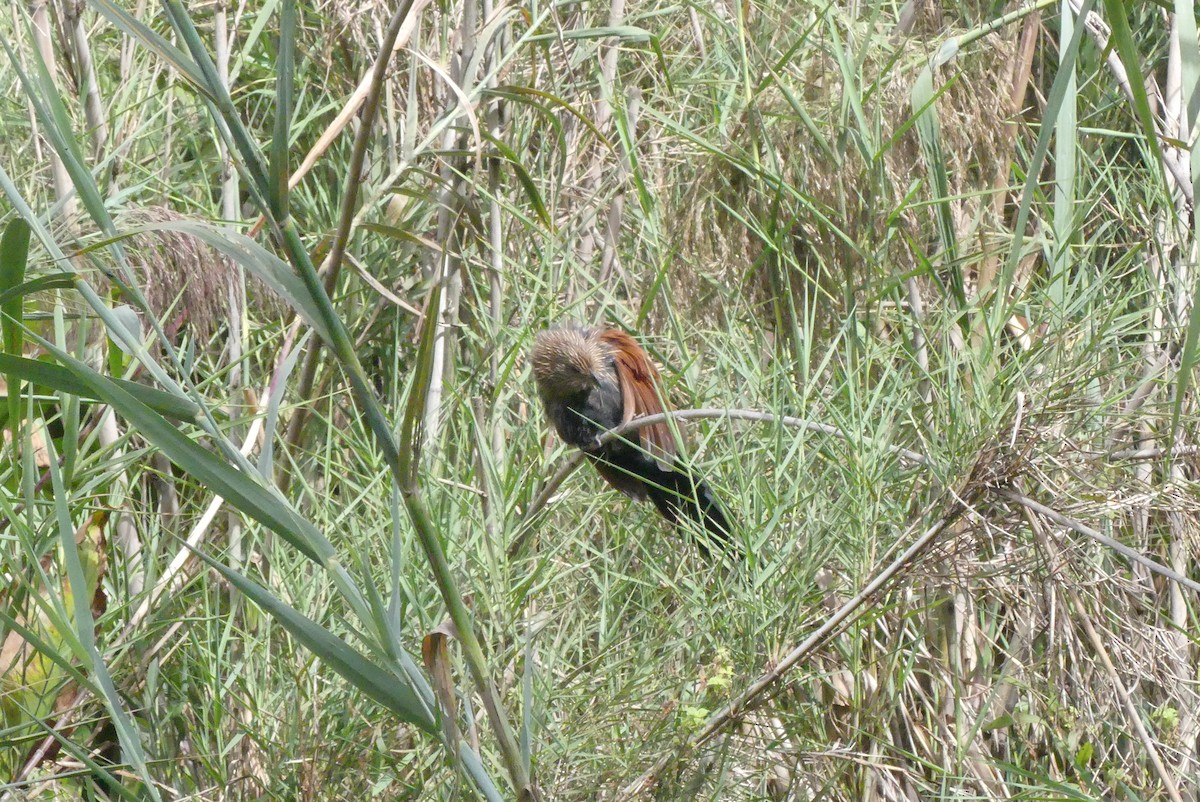 Malagasy Coucal - ML618875811