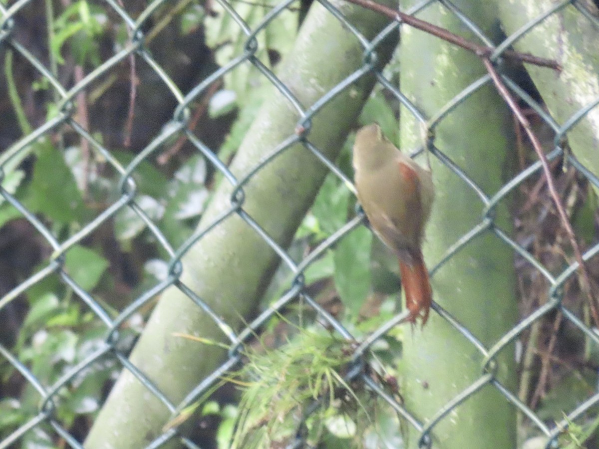Olive Spinetail - ML618875816