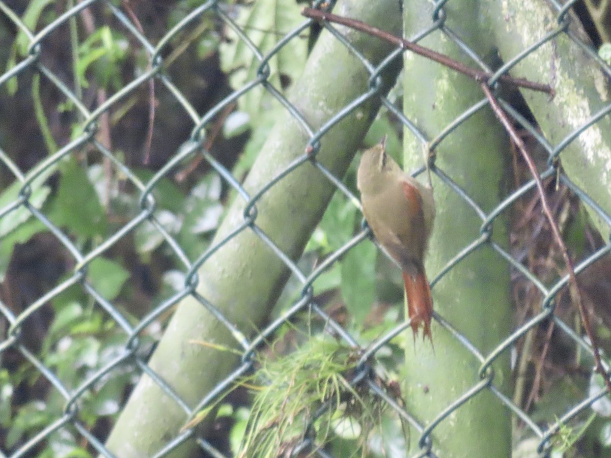 Olive Spinetail - ML618875817