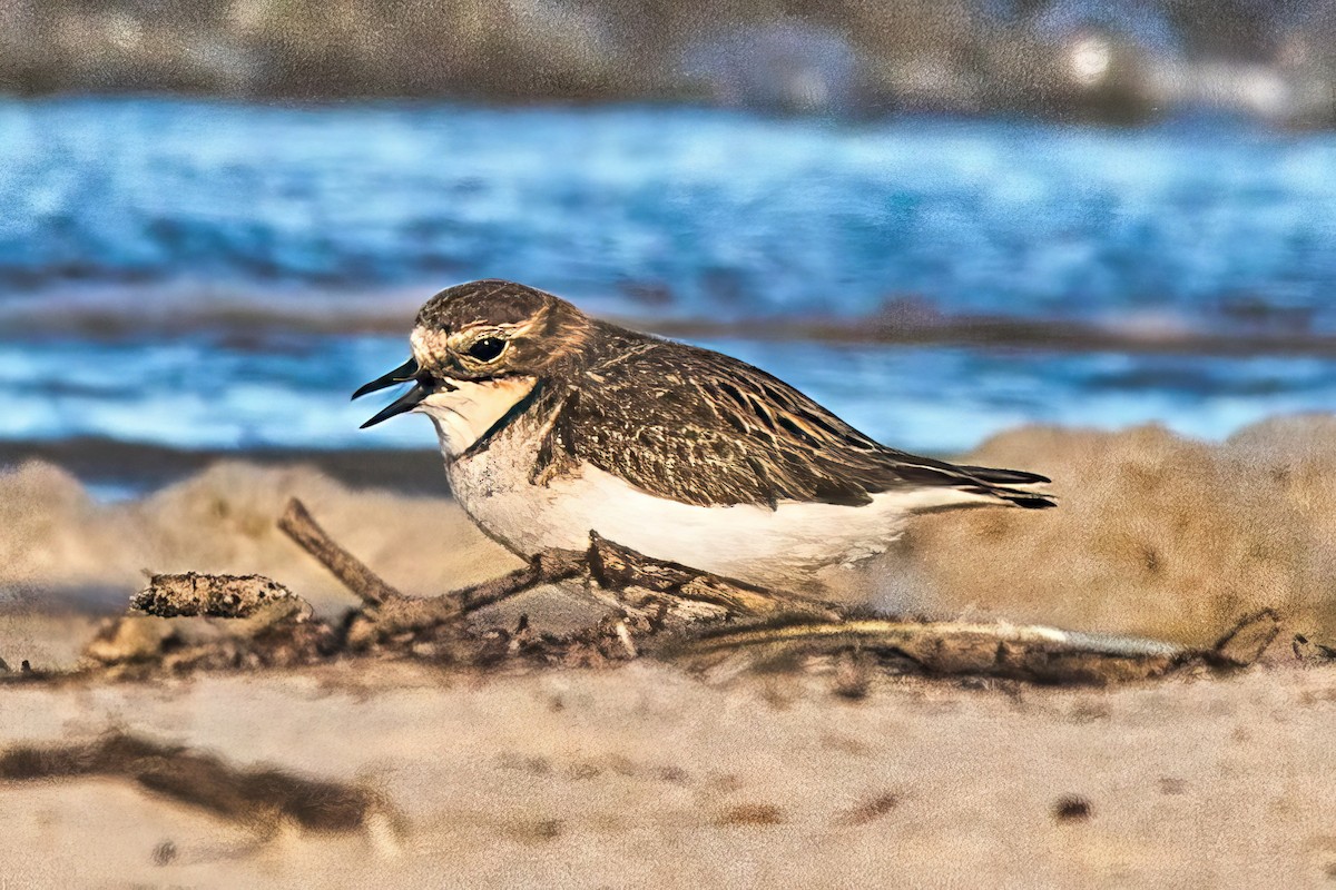 Double-banded Plover - ML618875852