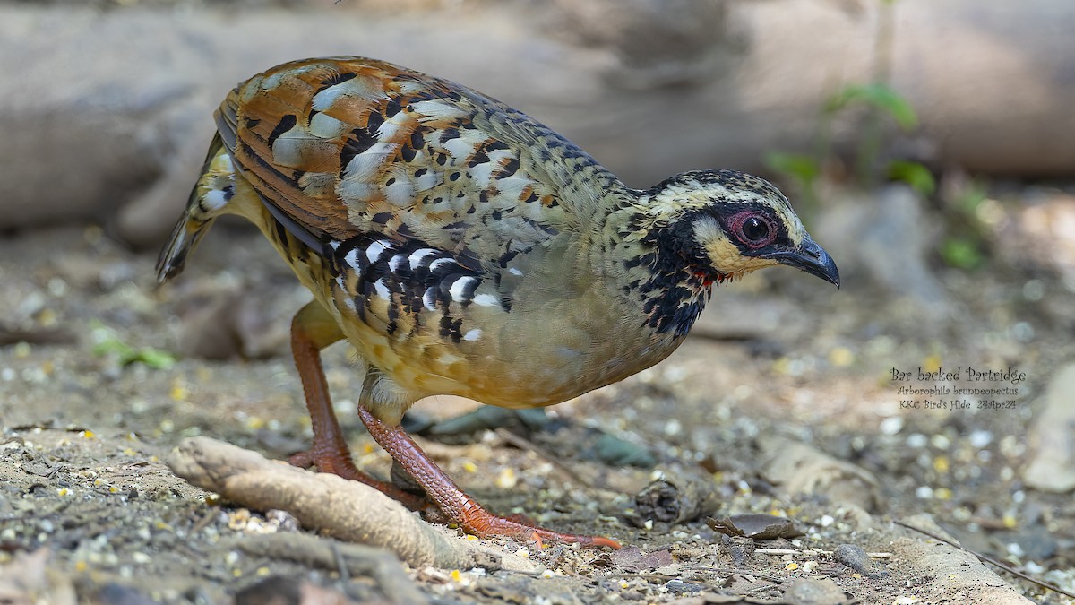 Bar-backed Partridge - Kenneth Cheong