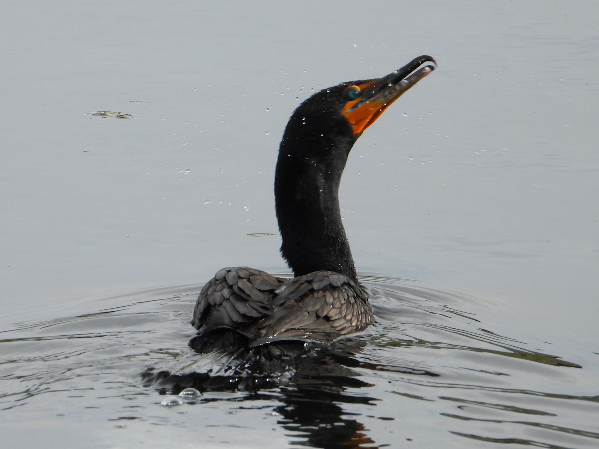 Double-crested Cormorant - Chipper Phillips