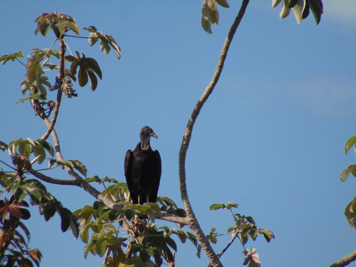 Black Vulture - ML618875869