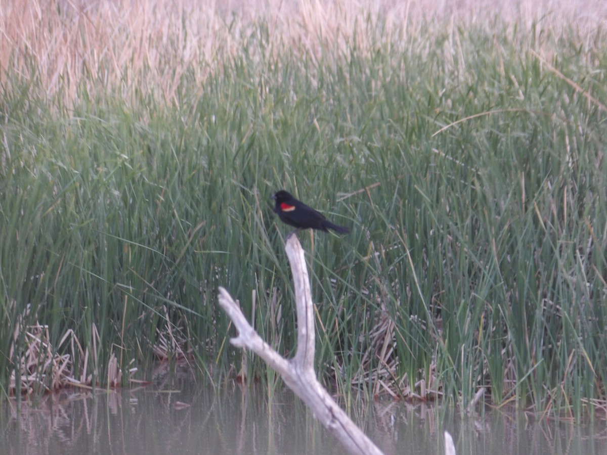 Red-winged Blackbird - ML618875889