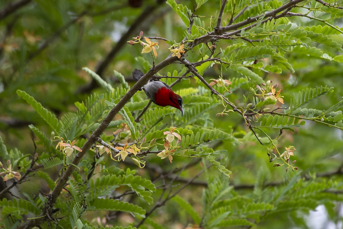 Crimson Sunbird - Yutthapong Rassamee