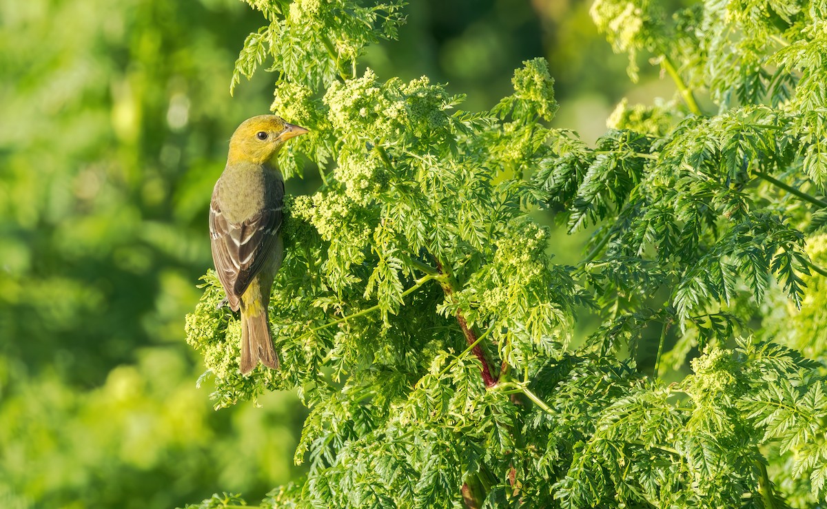 Western Tanager - ML618875895