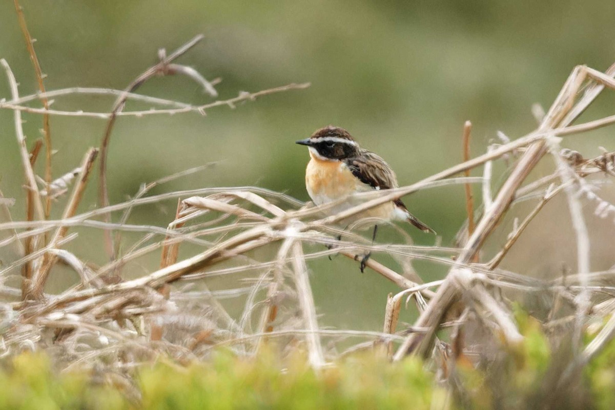 Whinchat - ML618875898