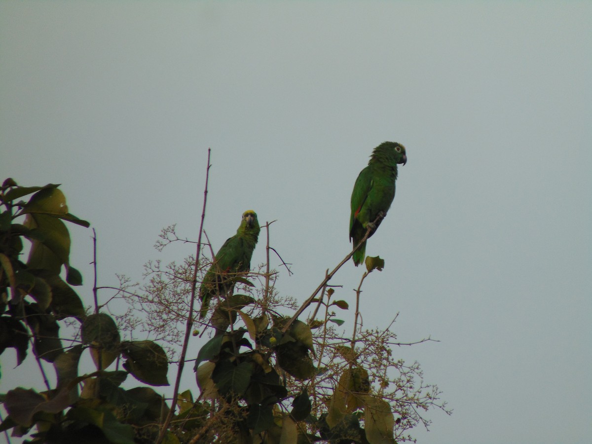 Yellow-crowned Parrot - ML618875914