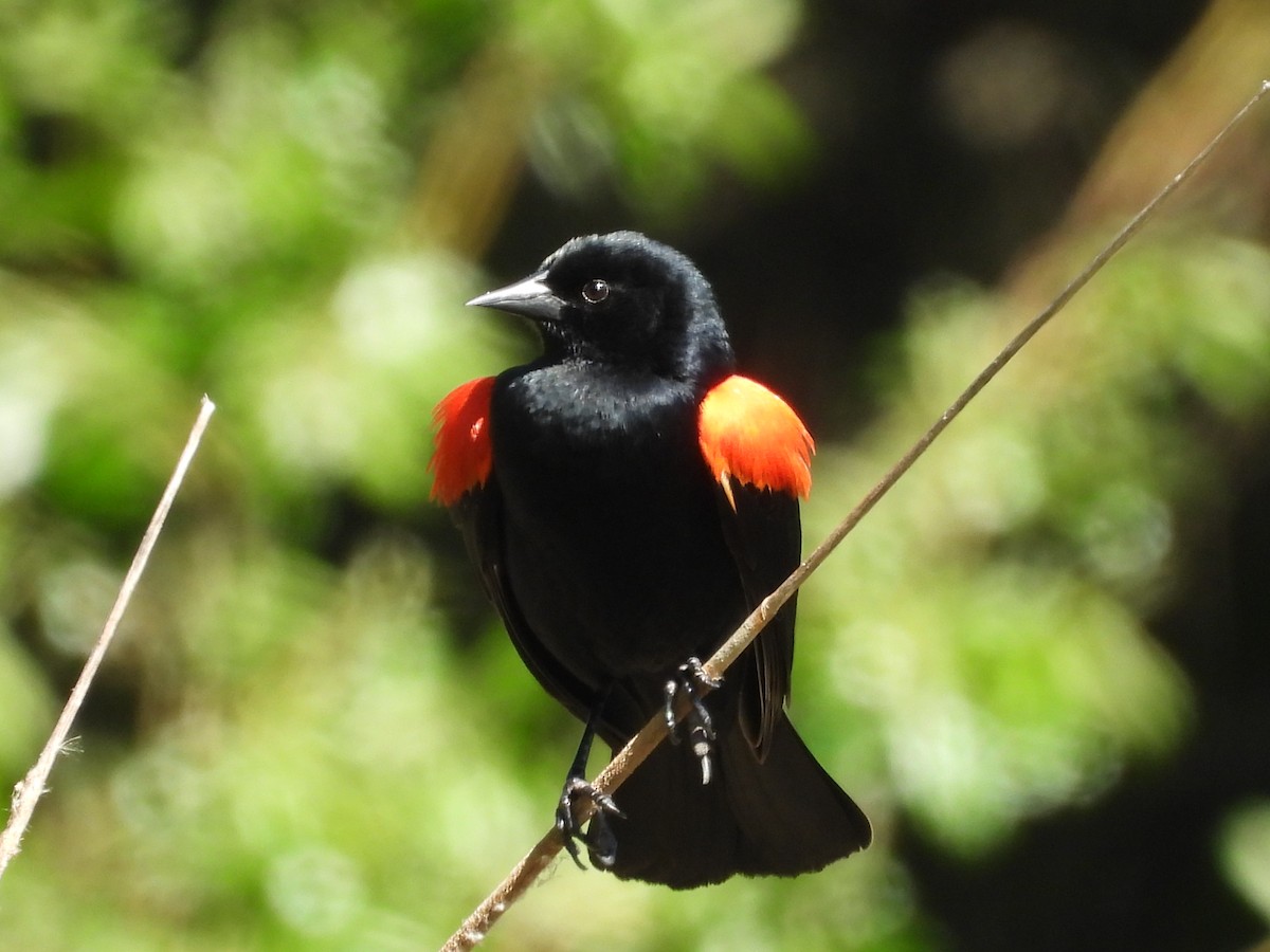 Red-winged Blackbird - ML618875915