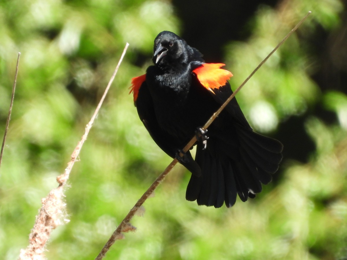 Red-winged Blackbird - L. Burkett