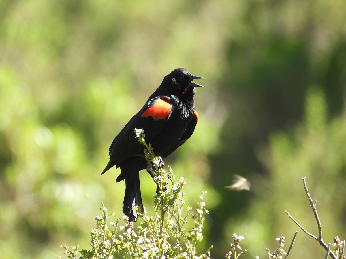 Red-winged Blackbird - ML618875917