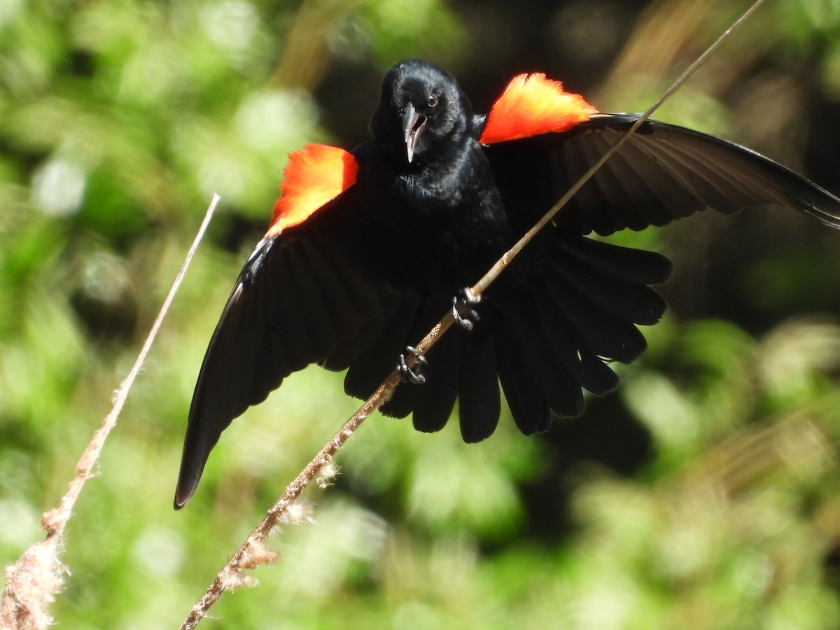 Red-winged Blackbird - ML618875918