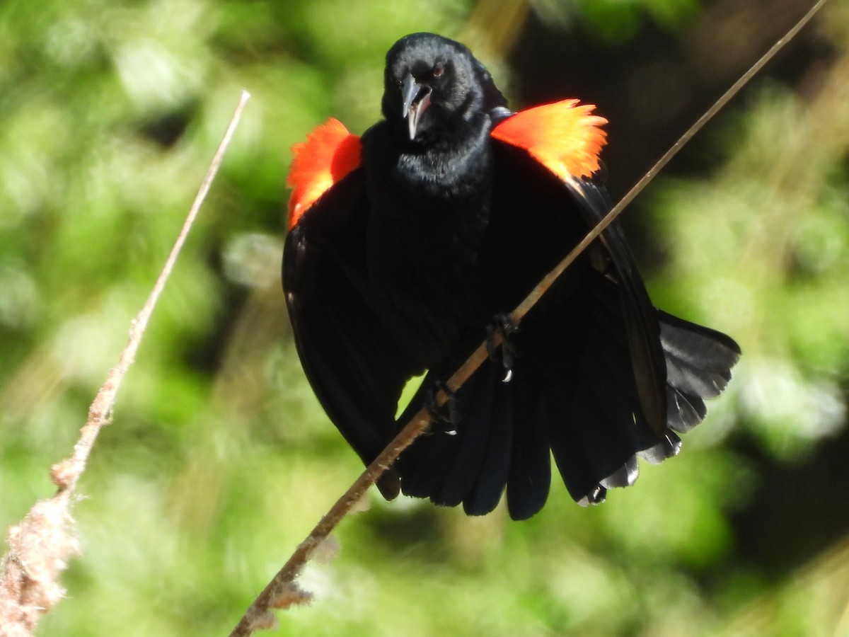 Red-winged Blackbird - ML618875919