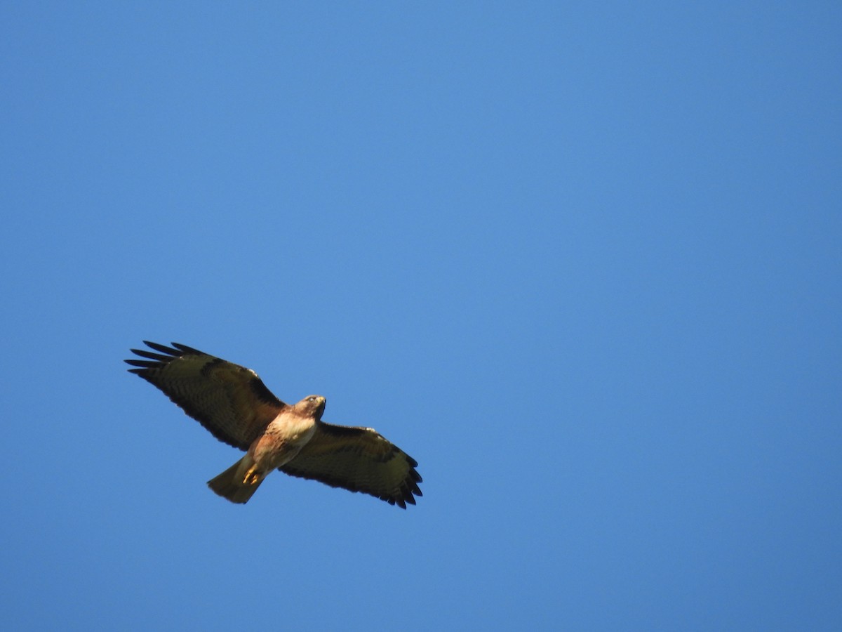 Red-tailed Hawk - ML618875928