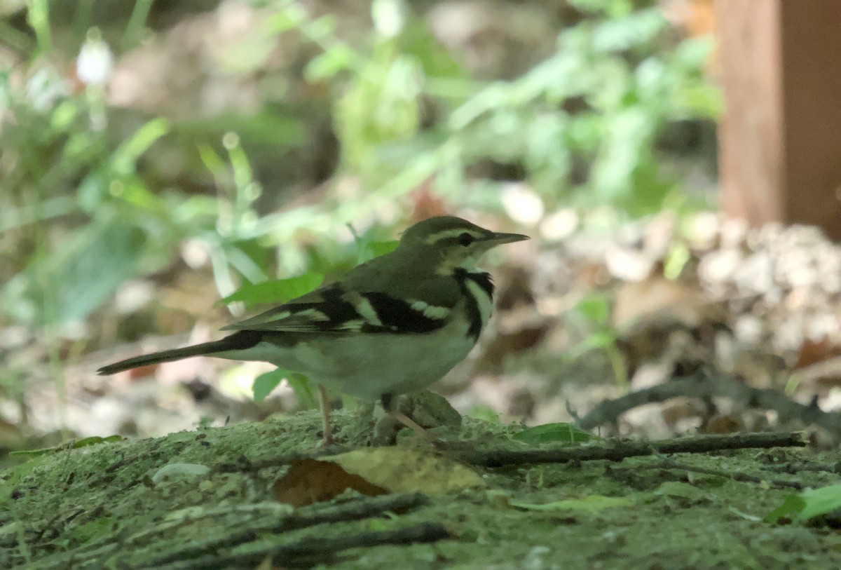 Forest Wagtail - ML618875946