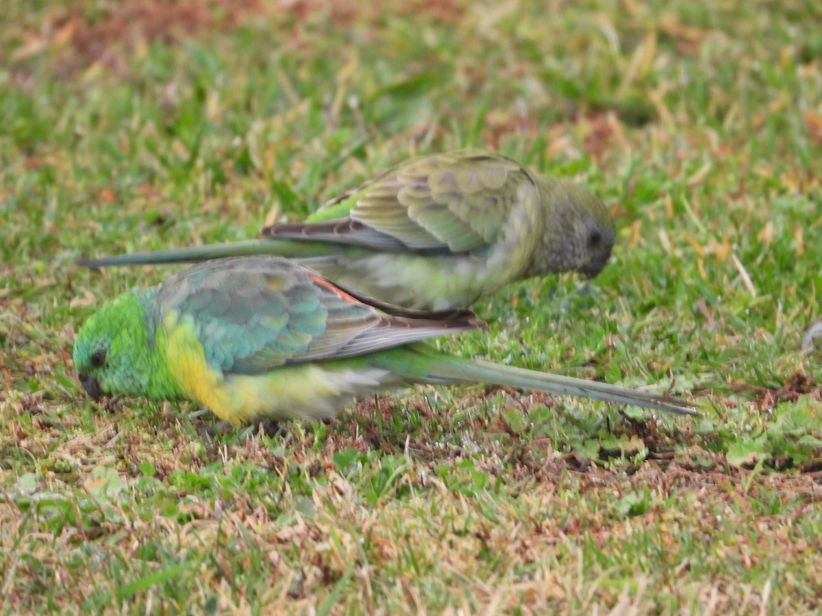 Red-rumped Parrot - ML618875953