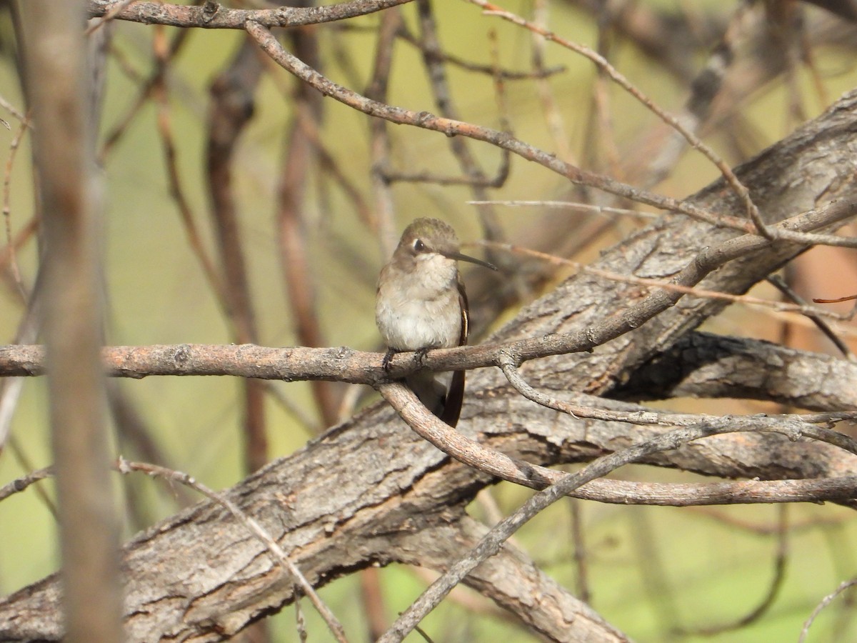 Black-chinned Hummingbird - Chipper Phillips