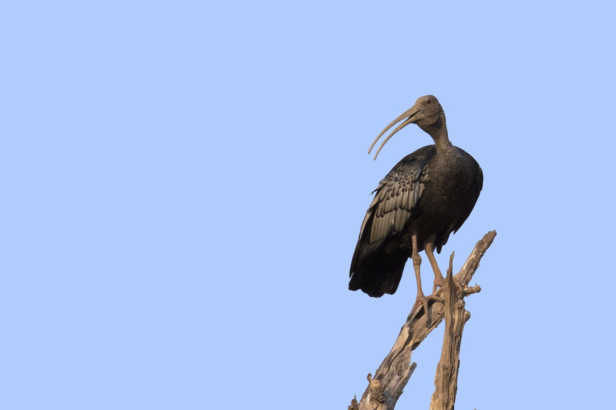 ibis obrovský - ML618875961